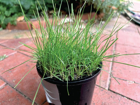 Black pot with native grass being cultivated in it for analysis.
