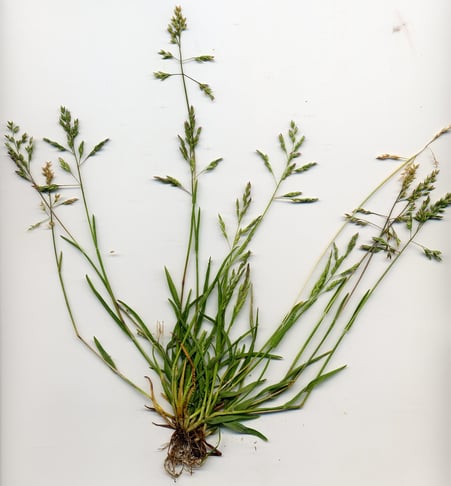 dead piece of Poa annua, a widespread low-growing turfgrass