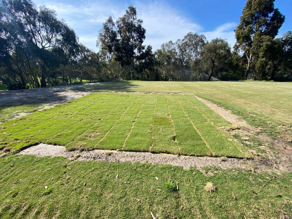 The trial plots covered with natural turf and hybrid bermudagrass