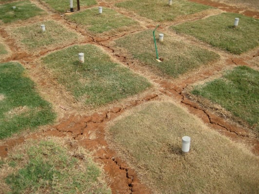 Evaluating drought tolerance of Couch grass