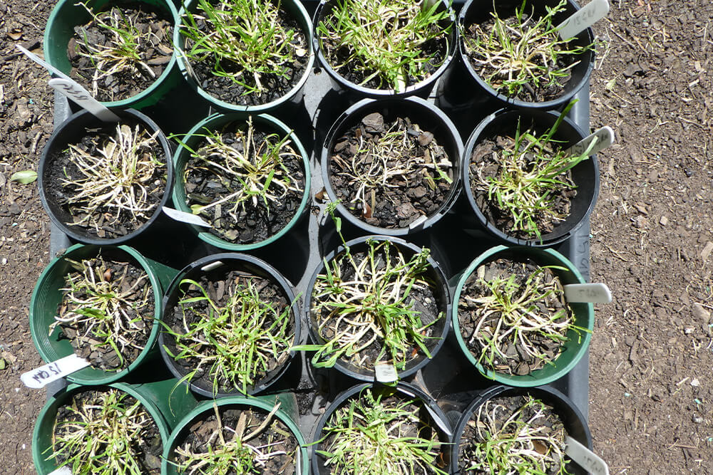 Several black pots with grass in it