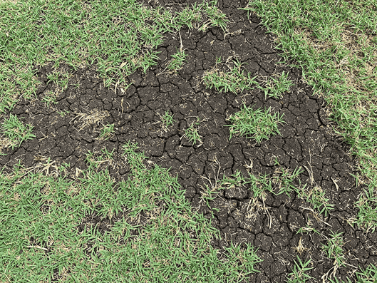 Cracking helps in rejuvenating the soil/promoting grass growth.